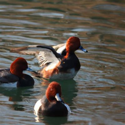 How to Dodge Waterfowl Dance and its Underlying Strategies